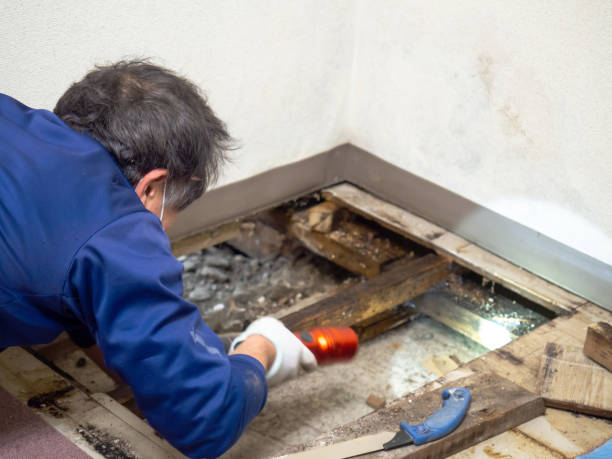 Best Best Mold Removal Companies  in Girard, OH