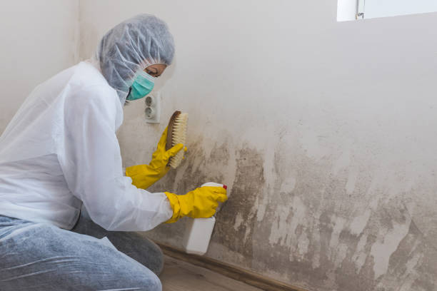 Attic Mold Removal in Girard, OH