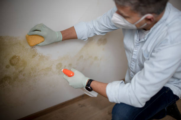 Best Mold Testing  in Girard, OH