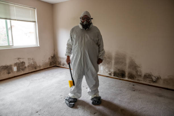 Professional Mold Removal in Girard, OH