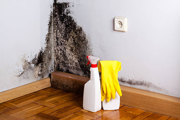 Certified Mold Removal in Girard, OH