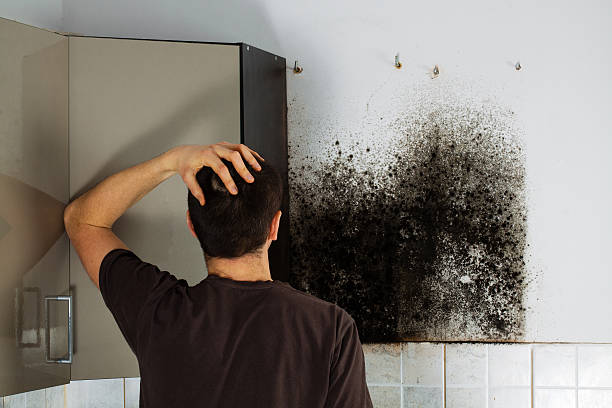Mold Removal and Inspection in Girard, OH