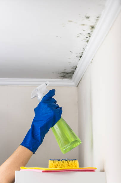 Crawl Space Mold Removal in Girard, OH