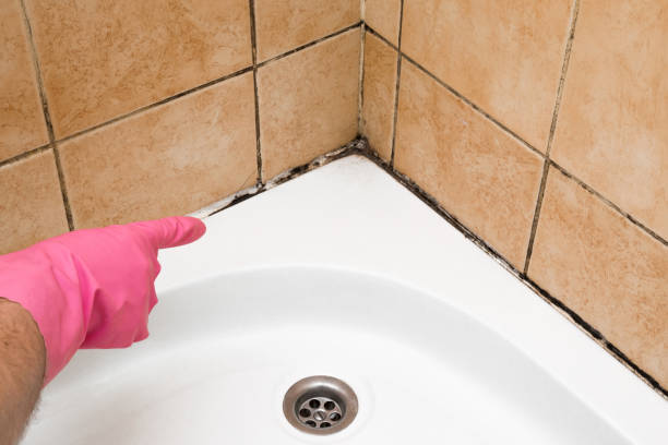 Best Attic Mold Removal  in Girard, OH