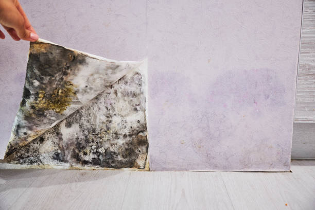 Best Mold Removal and Inspection  in Girard, OH